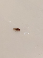 Drosophila melanogaster