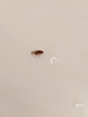 Drosophila melanogaster