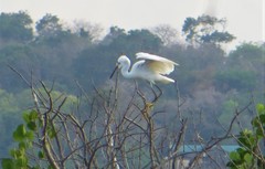 Egretta garzetta dimorpha