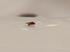 Drosophila melanogaster
