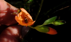 Gladiolus brevitubus