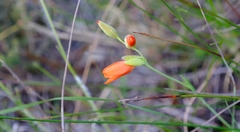 Gladiolus brevitubus