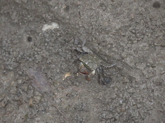Parasesarma