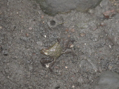 Parasesarma