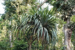 Pandanus krauelianus
