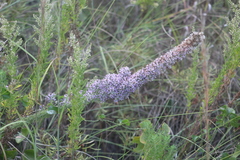 Liatris carrizana