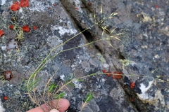 Pentameris acinosa