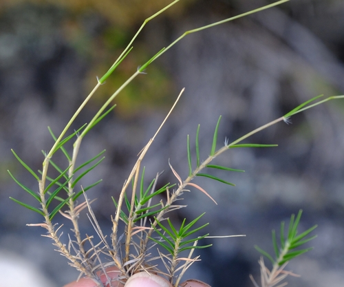 Pentameris acinosa