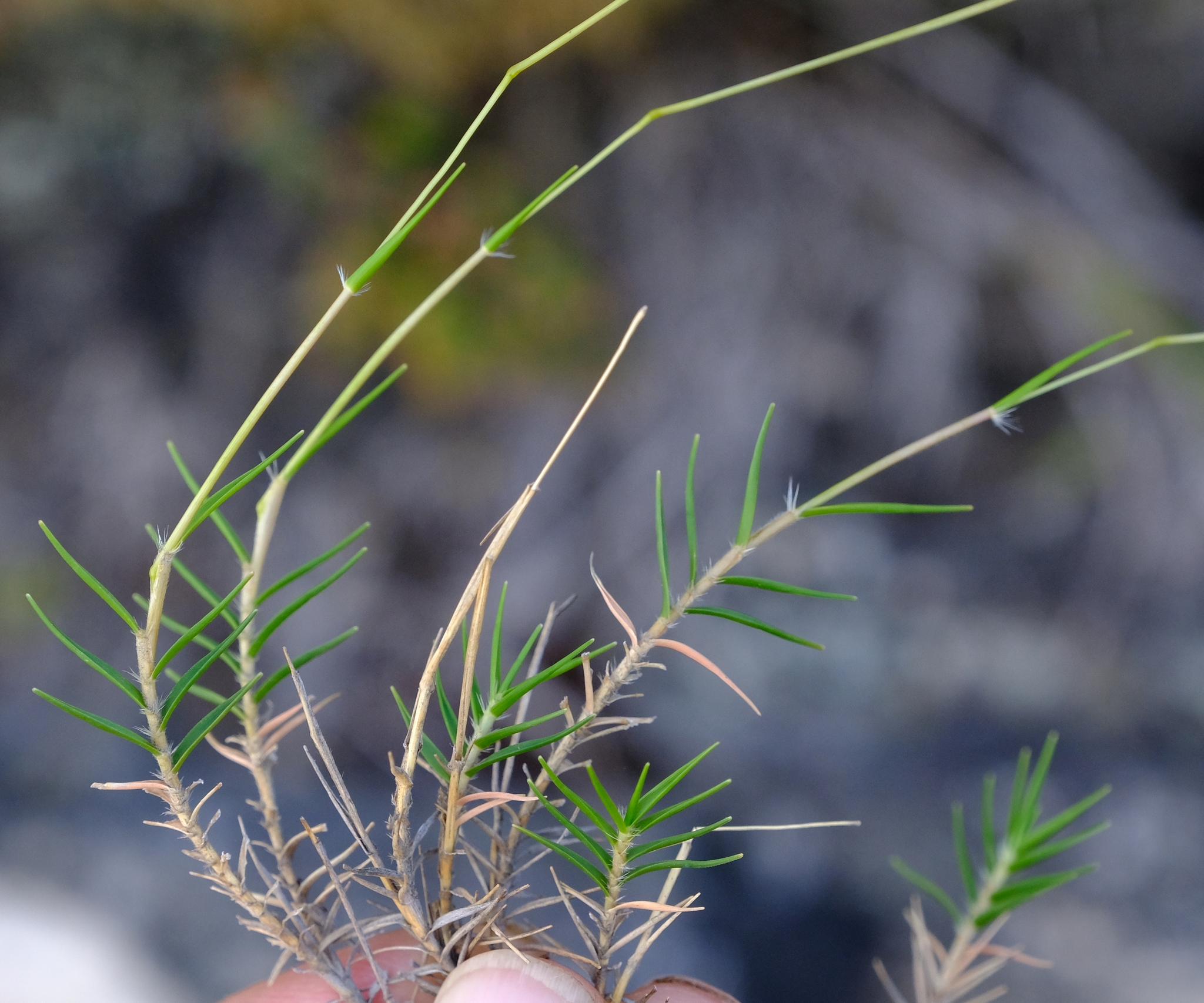 Pentameris acinosa