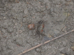 Parasesarma