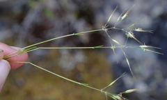 Pentameris acinosa
