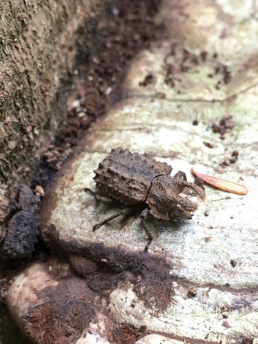 Bolitotherus cornutus