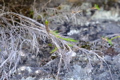 Pentameris acinosa