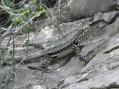Sceloporus couchii
