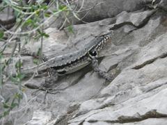 Sceloporus couchii