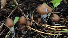 Cortinarius armeniacus