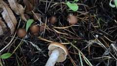 Cortinarius armeniacus