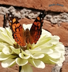 Vanessa annabella