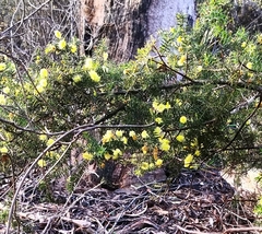 Acacia verticillata verticillata