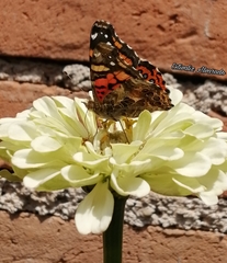 Vanessa annabella