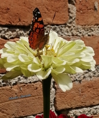 Vanessa annabella