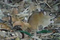 Melomys capensis