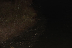 Rallus obsoletus levipes