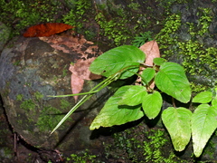 Henckelia anachoreta, photograph (c) Jacy Chen, some rights reserved (CC BY)