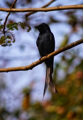 Dicrurus macrocercus