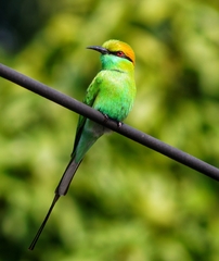 Merops orientalis