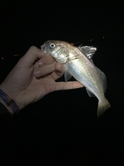 Genyonemus lineatus