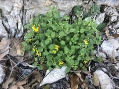 Perityle lindheimeri