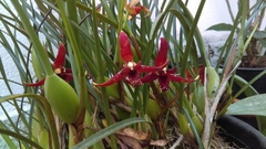 Maxillaria tenuifolia