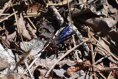 Poecilopompilus algidus