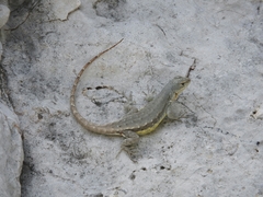 Sceloporus couchii