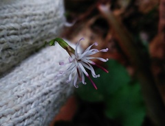 Ainsliaea macroclinidioides