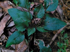 Ainsliaea macroclinidioides