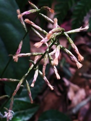 Ainsliaea macroclinidioides