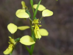 Diuris abbreviata