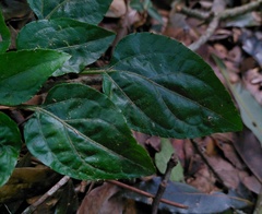 Ainsliaea macroclinidioides