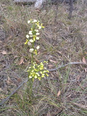 Diuris abbreviata