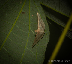 Addaea subtessellata