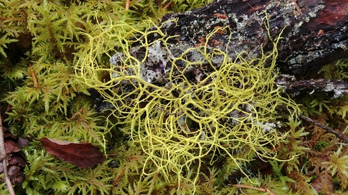 wolf lichen (Letharia vulpina)