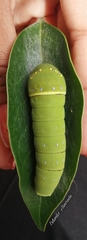 Papilio multicaudata multicaudata