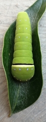 Papilio multicaudata multicaudata