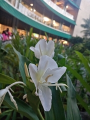 Hedychium coronarium