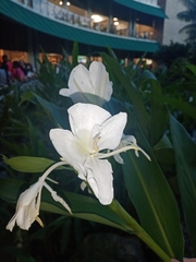 Hedychium coronarium