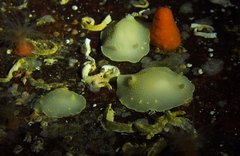 Cadlina laevis