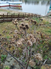 Arctium tomentosum