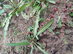 Rumex ucranicus